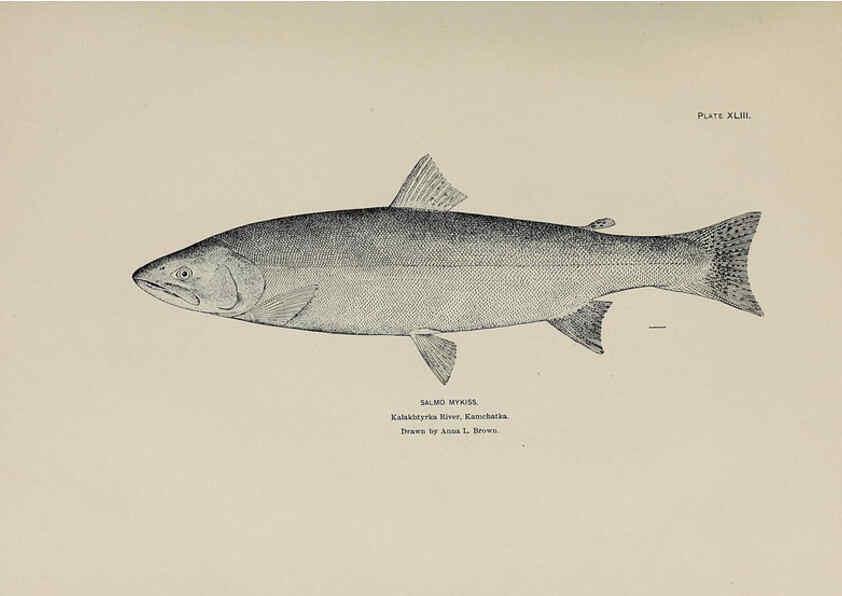 Reproducción/Reproduction 6305641333: The fur seals and fur-seal islands of the North Pacific Ocean. v.3. Washington,Govt. Print. Off.,1898-99