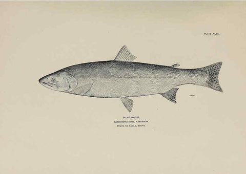 Reproducción/Reproduction 6305641333: The fur seals and fur-seal islands of the North Pacific Ocean. v.3. Washington,Govt. Print. Off.,1898-99
