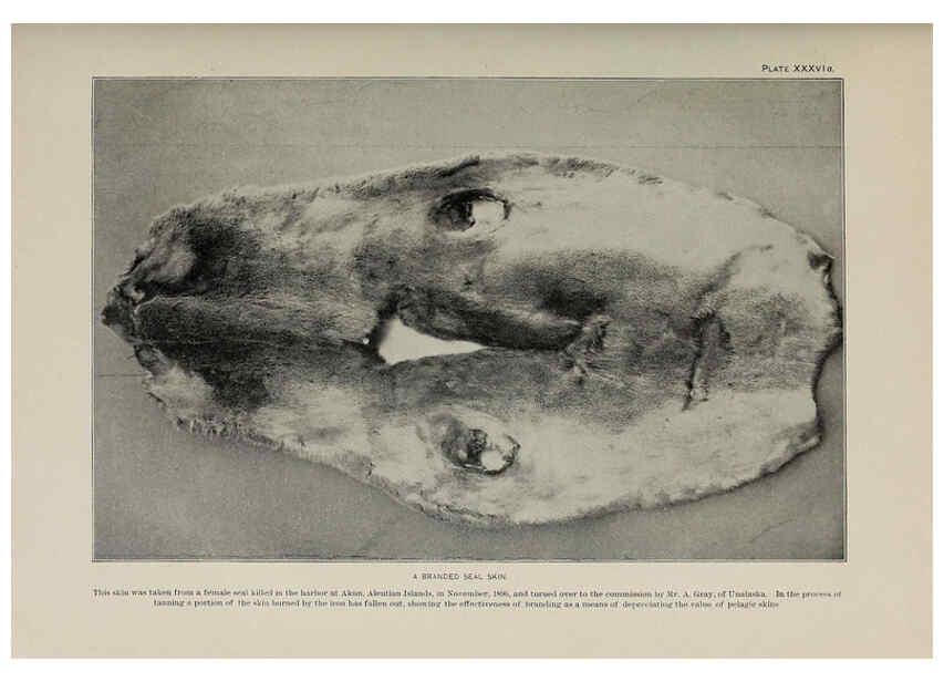 Reproducción/Reproduction 6306163516: The fur seals and fur-seal islands of the North Pacific Ocean. v.3. Washington,Govt. Print. Off.,1898-99