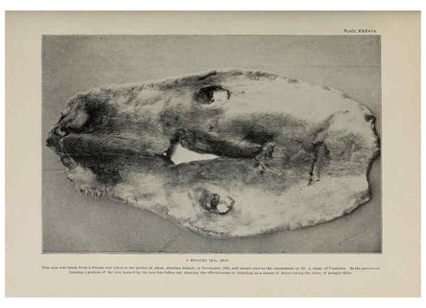 Reproducción/Reproduction 6306163516: The fur seals and fur-seal islands of the North Pacific Ocean. v.3. Washington,Govt. Print. Off.,1898-99