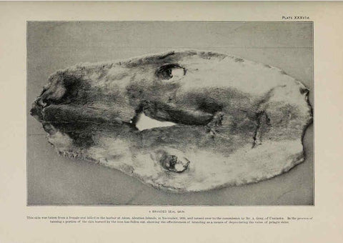 Reproducción/Reproduction 6306163516: The fur seals and fur-seal islands of the North Pacific Ocean. v.3. Washington,Govt. Print. Off.,1898-99