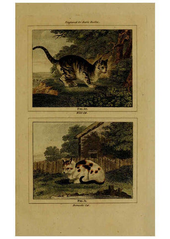 Reproducción/Reproduction 6306326848: Buffon's Natural history. v.6. London:Printed for the Proprietor, and sold by H. D. Symonds,1797-1807