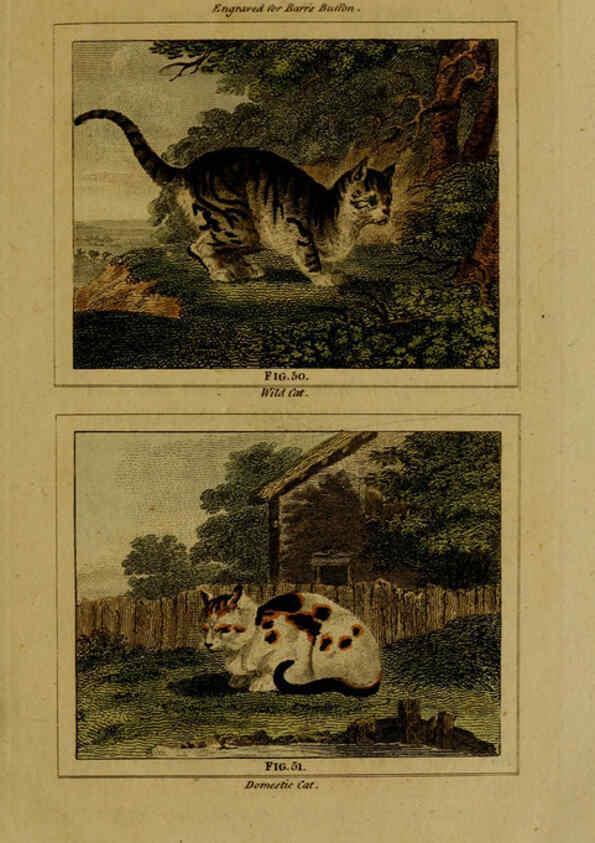 Reproducción/Reproduction 6306326848: Buffon's Natural history. v.6. London:Printed for the Proprietor, and sold by H. D. Symonds,1797-1807
