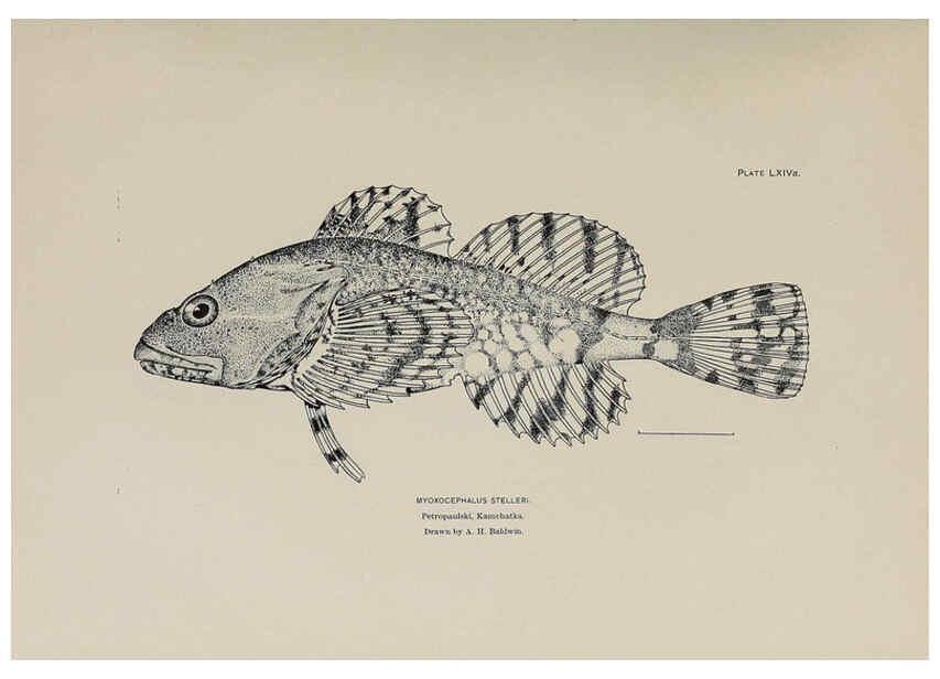 Reproducción/Reproduction 6305645265: The fur seals and fur-seal islands of the North Pacific Ocean. v.3. Washington,Govt. Print. Off.,1898-99
