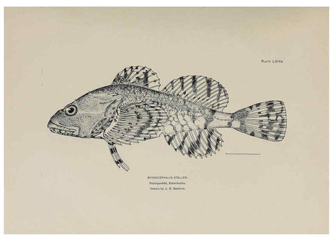 Reproducción/Reproduction 6305645265: The fur seals and fur-seal islands of the North Pacific Ocean. v.3. Washington,Govt. Print. Off.,1898-99