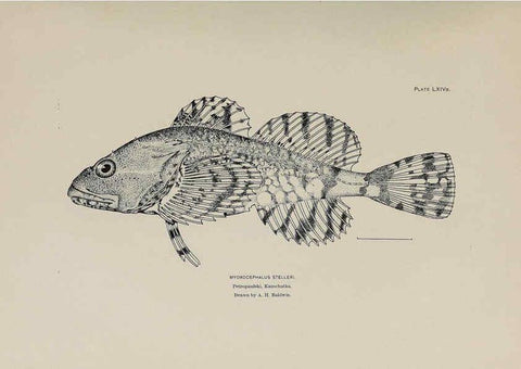 Reproducción/Reproduction 6305645265: The fur seals and fur-seal islands of the North Pacific Ocean. v.3. Washington,Govt. Print. Off.,1898-99