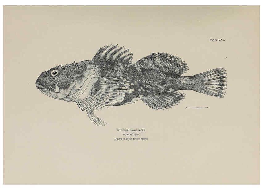 Reproducción/Reproduction 6306169014: The fur seals and fur-seal islands of the North Pacific Ocean. v.3. Washington,Govt. Print. Off.,1898-99
