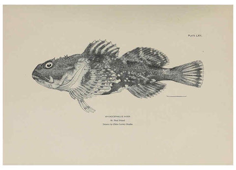 Reproducción/Reproduction 6306169014: The fur seals and fur-seal islands of the North Pacific Ocean. v.3. Washington,Govt. Print. Off.,1898-99