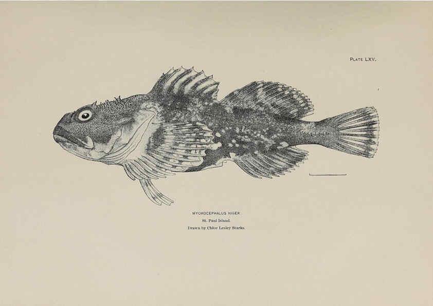 Reproducción/Reproduction 6306169014: The fur seals and fur-seal islands of the North Pacific Ocean. v.3. Washington,Govt. Print. Off.,1898-99