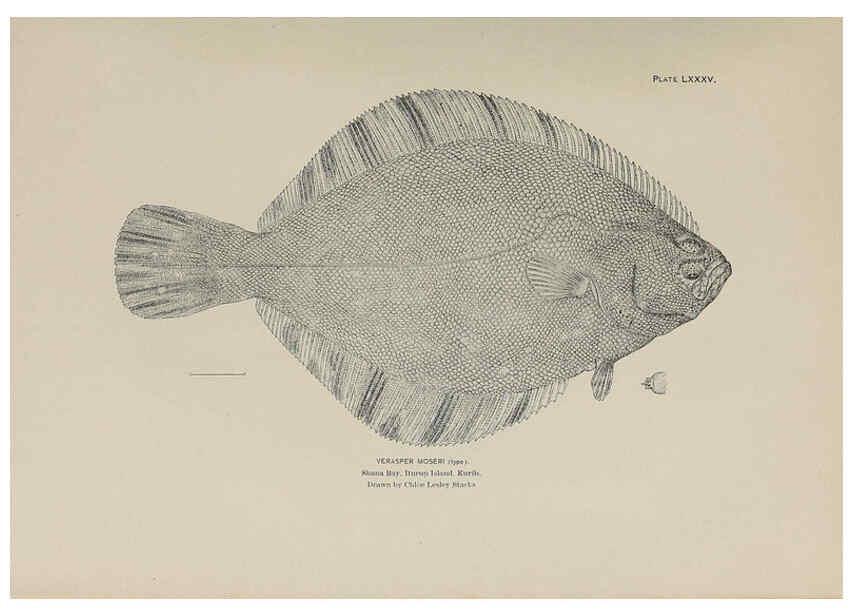 Reproducción/Reproduction 6306172928: The fur seals and fur-seal islands of the North Pacific Ocean. v.3. Washington,Govt. Print. Off.,1898-99