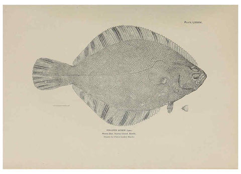 Reproducción/Reproduction 6306172928: The fur seals and fur-seal islands of the North Pacific Ocean. v.3. Washington,Govt. Print. Off.,1898-99