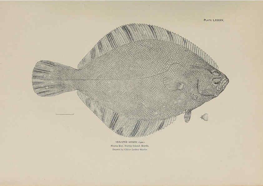 Reproducción/Reproduction 6306172928: The fur seals and fur-seal islands of the North Pacific Ocean. v.3. Washington,Govt. Print. Off.,1898-99
