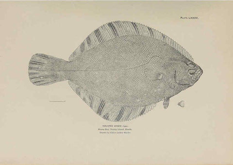 Reproducción/Reproduction 6306172928: The fur seals and fur-seal islands of the North Pacific Ocean. v.3. Washington,Govt. Print. Off.,1898-99