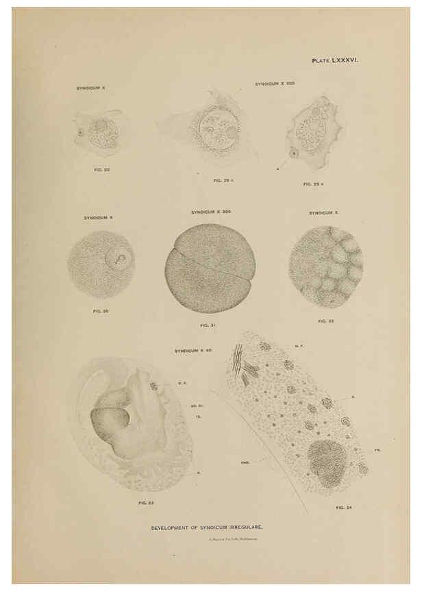Reproducción/Reproduction 6305649711: The fur seals and fur-seal islands of the North Pacific Ocean. v.3. Washington,Govt. Print. Off.,1898-99