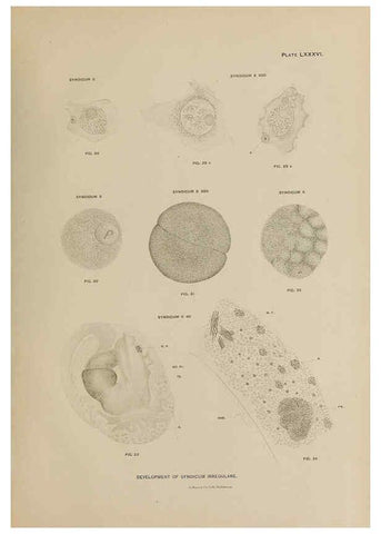 Reproducción/Reproduction 6305649711: The fur seals and fur-seal islands of the North Pacific Ocean. v.3. Washington,Govt. Print. Off.,1898-99