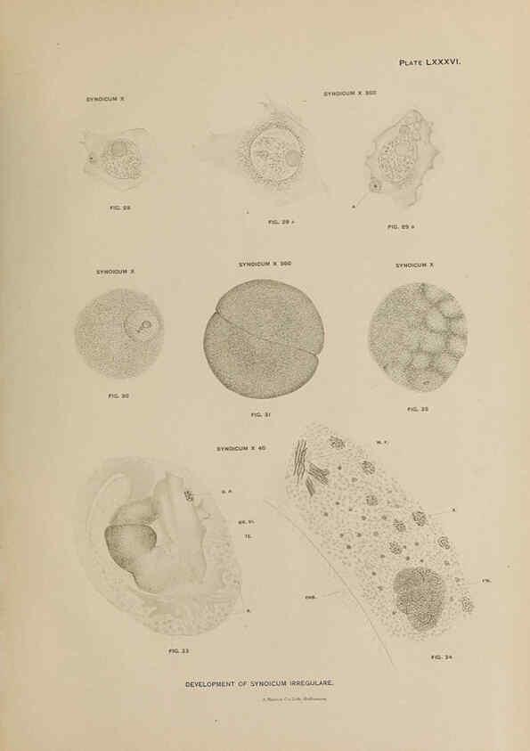 Reproducción/Reproduction 6305649711: The fur seals and fur-seal islands of the North Pacific Ocean. v.3. Washington,Govt. Print. Off.,1898-99