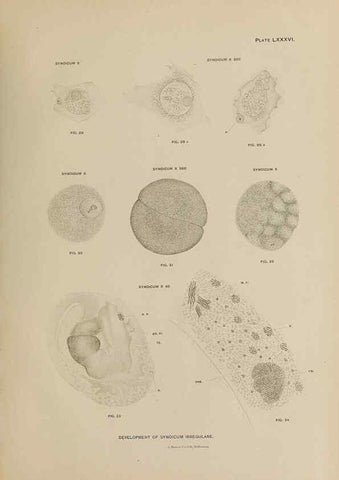 Reproducción/Reproduction 6305649711: The fur seals and fur-seal islands of the North Pacific Ocean. v.3. Washington,Govt. Print. Off.,1898-99