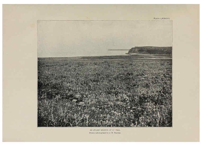 Reproducción/Reproduction 6306173470: The fur seals and fur-seal islands of the North Pacific Ocean. v.3. Washington,Govt. Print. Off.,1898-99