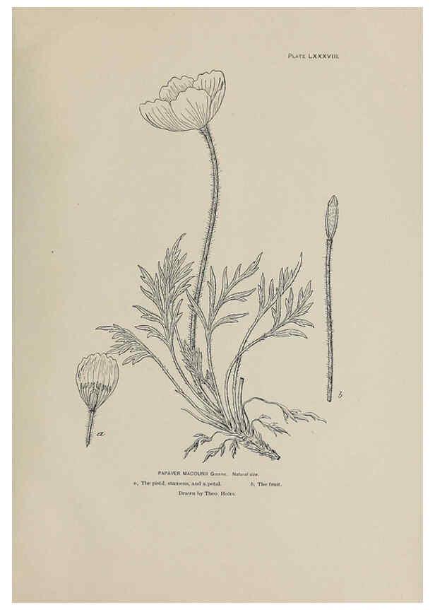 Reproducción/Reproduction 6305650193: The fur seals and fur-seal islands of the North Pacific Ocean. v.3. Washington,Govt. Print. Off.,1898-99