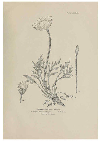 Reproducción/Reproduction 6305650193: The fur seals and fur-seal islands of the North Pacific Ocean. v.3. Washington,Govt. Print. Off.,1898-99