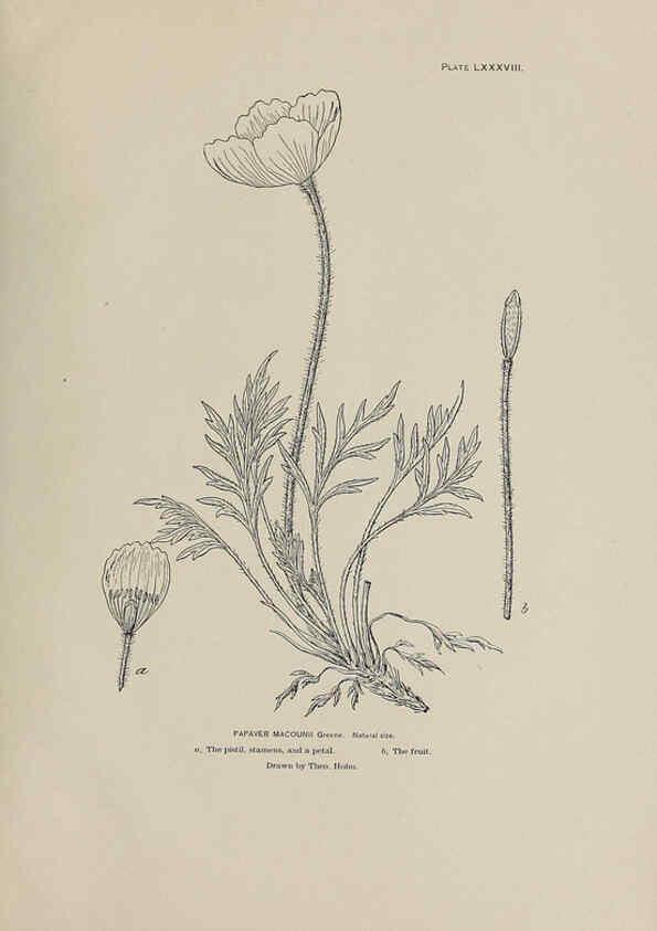 Reproducción/Reproduction 6305650193: The fur seals and fur-seal islands of the North Pacific Ocean. v.3. Washington,Govt. Print. Off.,1898-99