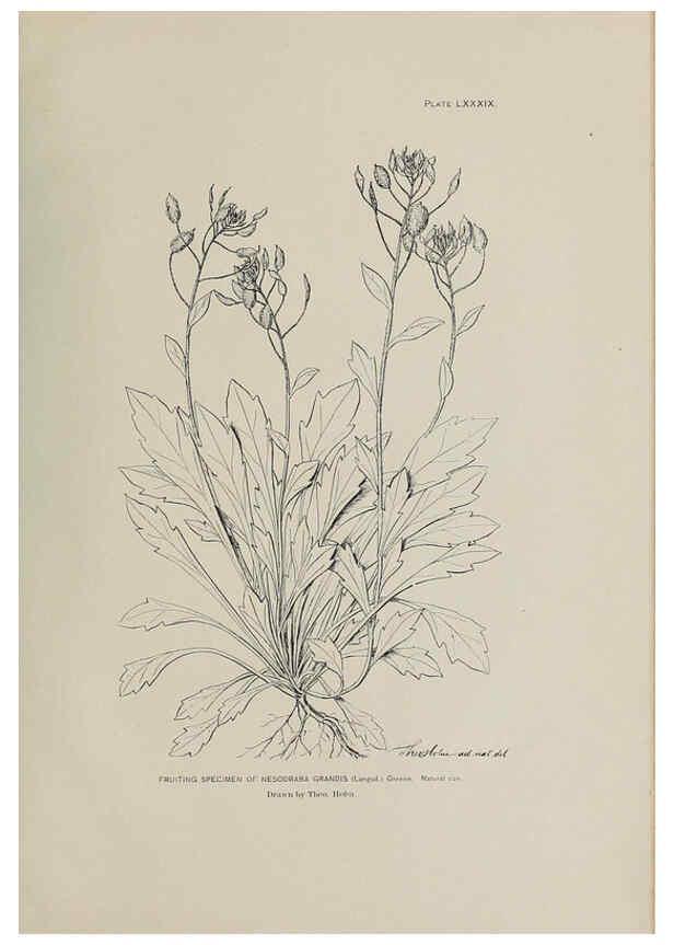 Reproducción/Reproduction 6306173760: The fur seals and fur-seal islands of the North Pacific Ocean. v.3. Washington,Govt. Print. Off.,1898-99