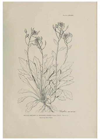 Reproducción/Reproduction 6306173760: The fur seals and fur-seal islands of the North Pacific Ocean. v.3. Washington,Govt. Print. Off.,1898-99