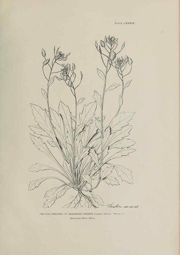 Reproducción/Reproduction 6306173760: The fur seals and fur-seal islands of the North Pacific Ocean. v.3. Washington,Govt. Print. Off.,1898-99