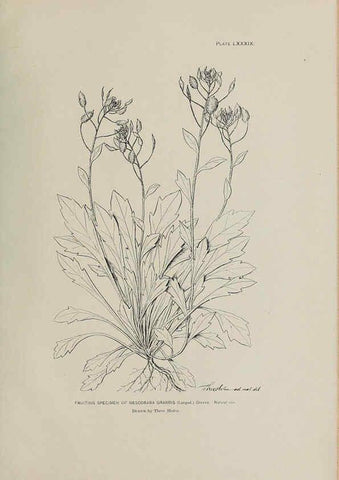 Reproducción/Reproduction 6306173760: The fur seals and fur-seal islands of the North Pacific Ocean. v.3. Washington,Govt. Print. Off.,1898-99