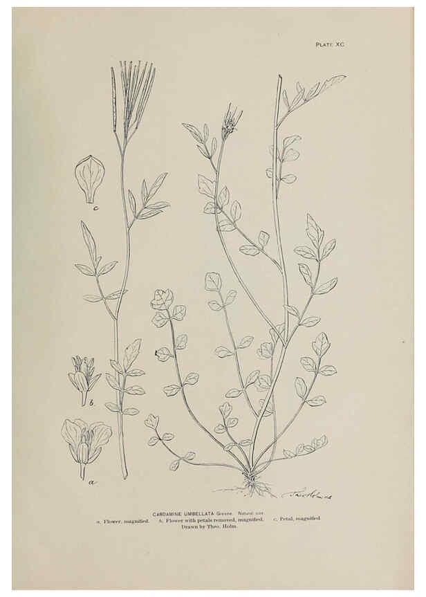 Reproducción/Reproduction 6305650571: The fur seals and fur-seal islands of the North Pacific Ocean. v.3. Washington,Govt. Print. Off.,1898-99