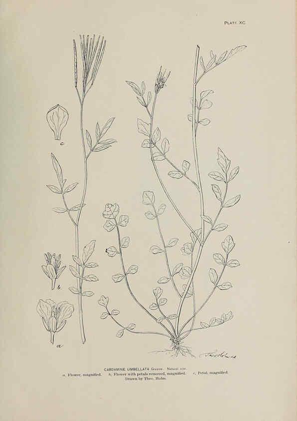 Reproducción/Reproduction 6305650571: The fur seals and fur-seal islands of the North Pacific Ocean. v.3. Washington,Govt. Print. Off.,1898-99
