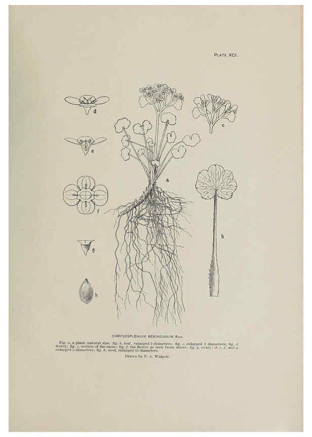Reproducción/Reproduction 6306174190: The fur seals and fur-seal islands of the North Pacific Ocean. v.3. Washington,Govt. Print. Off.,1898-99