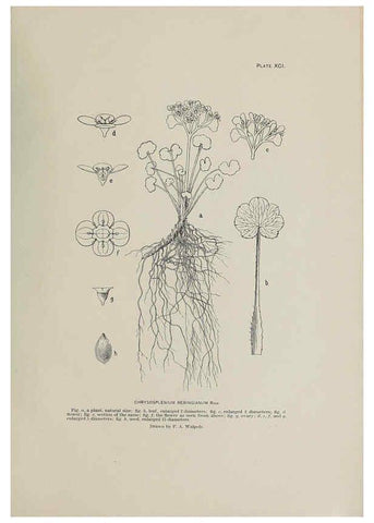 Reproducción/Reproduction 6306174190: The fur seals and fur-seal islands of the North Pacific Ocean. v.3. Washington,Govt. Print. Off.,1898-99