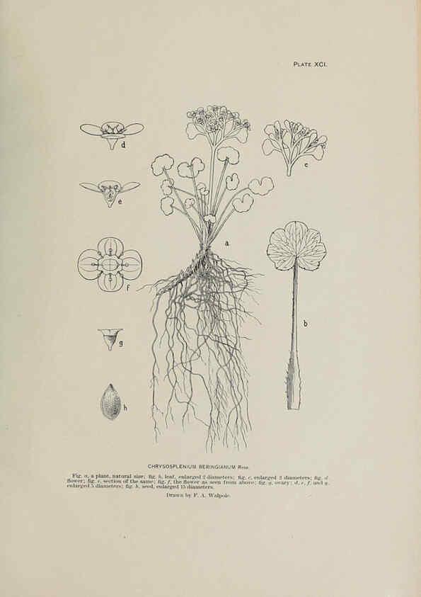 Reproducción/Reproduction 6306174190: The fur seals and fur-seal islands of the North Pacific Ocean. v.3. Washington,Govt. Print. Off.,1898-99