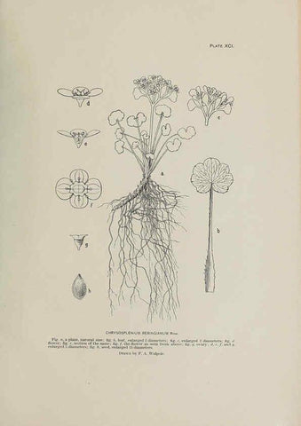 Reproducción/Reproduction 6306174190: The fur seals and fur-seal islands of the North Pacific Ocean. v.3. Washington,Govt. Print. Off.,1898-99