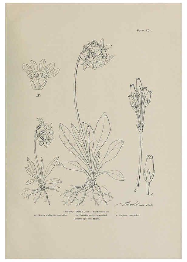 Reproducción/Reproduction 6306174372: The fur seals and fur-seal islands of the North Pacific Ocean. v.3. Washington,Govt. Print. Off.,1898-99