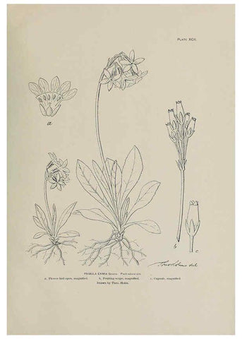 Reproducción/Reproduction 6306174372: The fur seals and fur-seal islands of the North Pacific Ocean. v.3. Washington,Govt. Print. Off.,1898-99