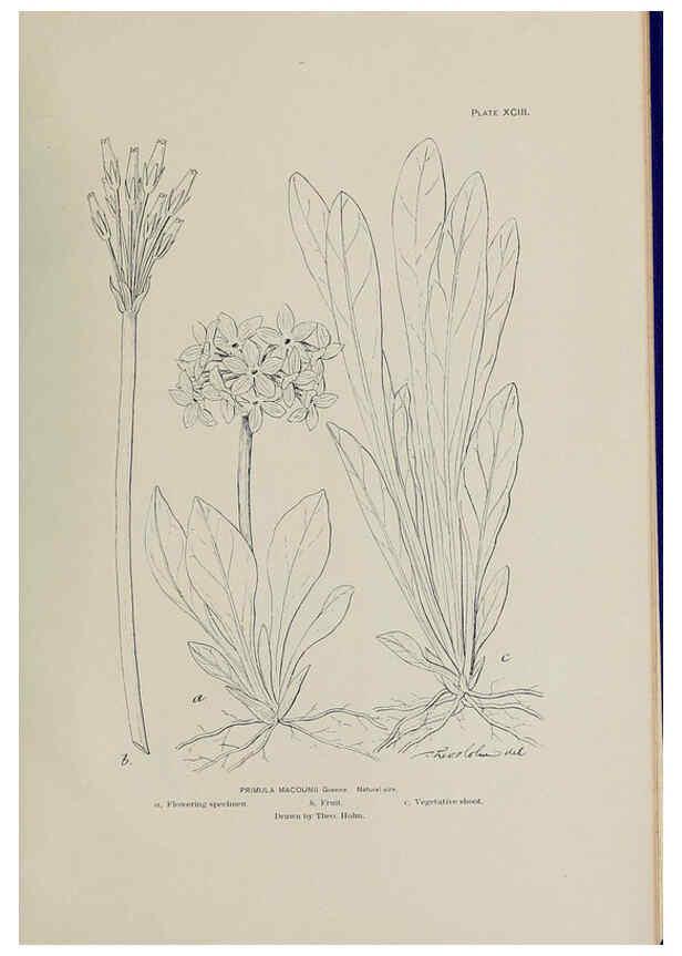 Reproducción/Reproduction 6305651249: The fur seals and fur-seal islands of the North Pacific Ocean. v.3. Washington,Govt. Print. Off.,1898-99