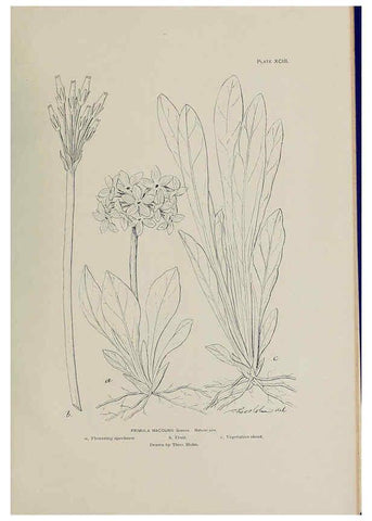Reproducción/Reproduction 6305651249: The fur seals and fur-seal islands of the North Pacific Ocean. v.3. Washington,Govt. Print. Off.,1898-99
