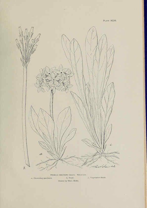 Reproducción/Reproduction 6305651249: The fur seals and fur-seal islands of the North Pacific Ocean. v.3. Washington,Govt. Print. Off.,1898-99