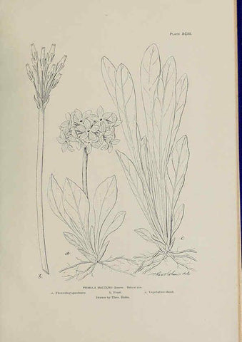 Reproducción/Reproduction 6305651249: The fur seals and fur-seal islands of the North Pacific Ocean. v.3. Washington,Govt. Print. Off.,1898-99