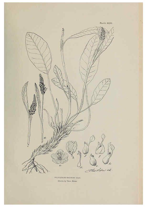 Reproducción/Reproduction 6306174946: The fur seals and fur-seal islands of the North Pacific Ocean. v.3. Washington,Govt. Print. Off.,1898-99