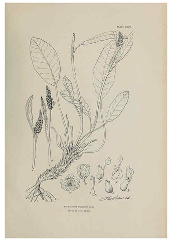 Reproducción/Reproduction 6306174946: The fur seals and fur-seal islands of the North Pacific Ocean. v.3. Washington,Govt. Print. Off.,1898-99