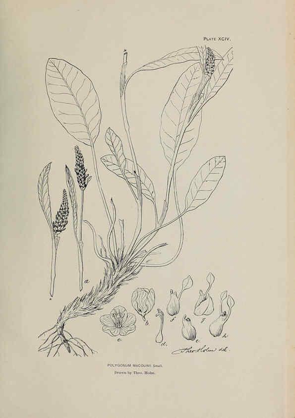 Reproducción/Reproduction 6306174946: The fur seals and fur-seal islands of the North Pacific Ocean. v.3. Washington,Govt. Print. Off.,1898-99