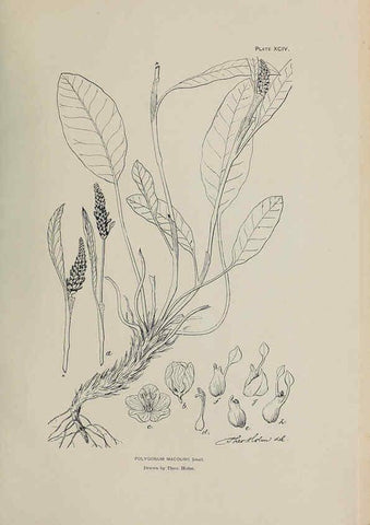 Reproducción/Reproduction 6306174946: The fur seals and fur-seal islands of the North Pacific Ocean. v.3. Washington,Govt. Print. Off.,1898-99