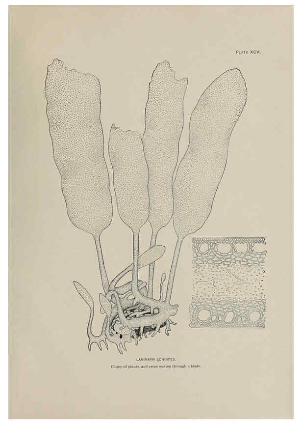 Reproducción/Reproduction 6306175244: The fur seals and fur-seal islands of the North Pacific Ocean. v.3. Washington,Govt. Print. Off.,1898-99