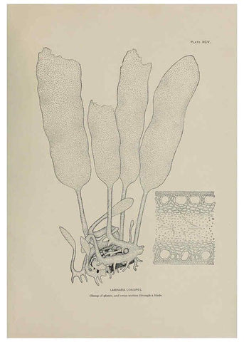 Reproducción/Reproduction 6306175244: The fur seals and fur-seal islands of the North Pacific Ocean. v.3. Washington,Govt. Print. Off.,1898-99