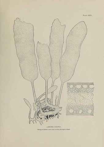 Reproducción/Reproduction 6306175244: The fur seals and fur-seal islands of the North Pacific Ocean. v.3. Washington,Govt. Print. Off.,1898-99
