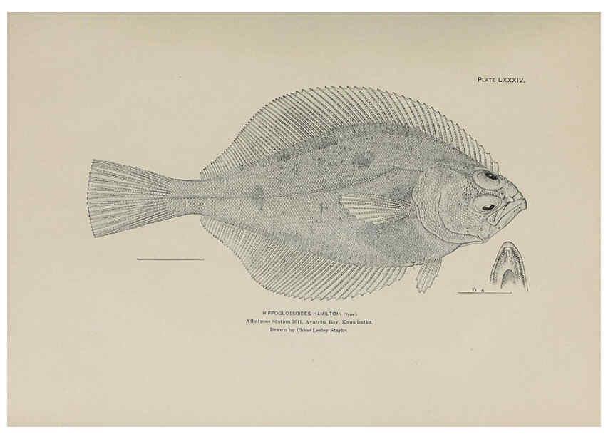 Reproducción/Reproduction 6306172744: The fur seals and fur-seal islands of the North Pacific Ocean. v.3. Washington,Govt. Print. Off.,1898-99