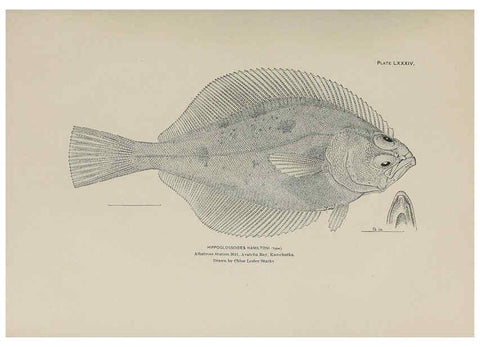 Reproducción/Reproduction 6306172744: The fur seals and fur-seal islands of the North Pacific Ocean. v.3. Washington,Govt. Print. Off.,1898-99